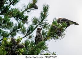 Attēlu rezultāti vaicājumam “Nucifraga caryocatactes adult”