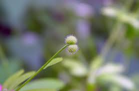 Attēlu rezultāti vaicājumam “Galium aparine fruit”