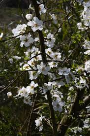 Attēlu rezultāti vaicājumam “Prunus cerasifera var. divaricata”