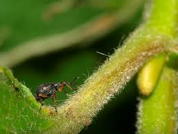 Attēlu rezultāti vaicājumam “Apion sp.”