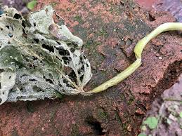 Attēlu rezultāti vaicājumam “Taleporia tubulosa”