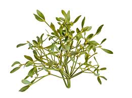 Attēlu rezultāti vaicājumam “Santalaceae”