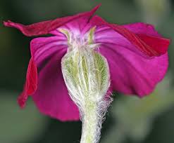 Image result for Lychnis coronaria