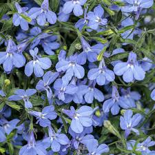 Image result for Lobelia erinus