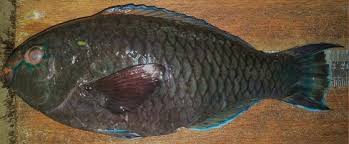 Image result for Scarus niger