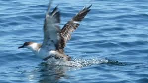 Image result for Puffinus gravis