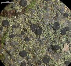 Attēlu rezultāti vaicājumam “Bacidia subincompta”