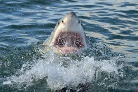 Image result for Carcharodon carcharias
