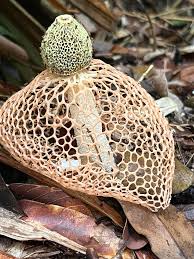 Attēlu rezultāti vaicājumam “Paradiacheopsis sp.”