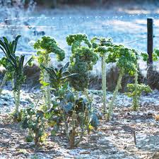 Image result for Grünkohl