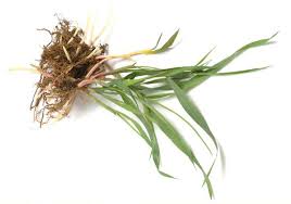 Attēlu rezultāti vaicājumam “Elytrigia repens”