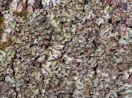 Attēlu rezultāti vaicājumam “Pleurosticta acetabulum”