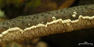 Attēlu rezultāti vaicājumam “Irpex lacteus”