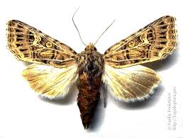 Attēlu rezultāti vaicājumam “Tholera decimalis male”