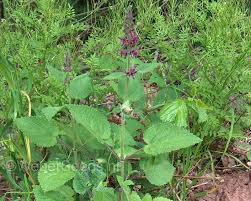 Attēlu rezultāti vaicājumam “Stachys sylvatica”