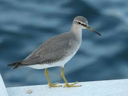 Image result for Tringa brevipes