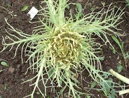 Attēlu rezultāti vaicājumam “Pieris brassicae underside”