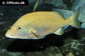 Image result for Haemulon plumierii