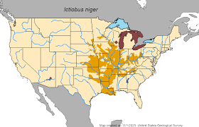 Image result for Ictiobus niger