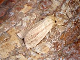 Attēlu rezultāti vaicājumam “Mythimna impura”