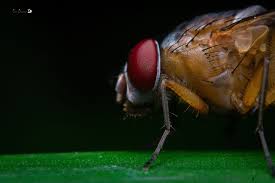 Attēlu rezultāti vaicājumam “Arctophila superbiens”