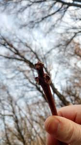 Attēlu rezultāti vaicājumam “Phellodendron amurense bud”