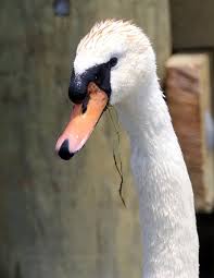 Attēlu rezultāti vaicājumam “Cygnus olor adult”