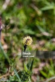 Attēlu rezultāti vaicājumam “Carex caryophyllea flower”