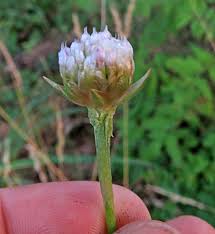 Attēlu rezultāti vaicājumam “Oenothera rubricauli bud”