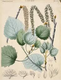 Attēlu rezultāti vaicājumam “Populus tremula”