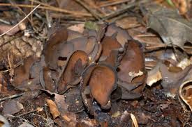 Attēlu rezultāti vaicājumam “Otidea bufonia”