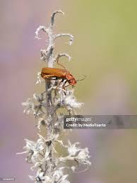 Attēlu rezultāti vaicājumam “Rhagonycha fulva”