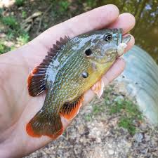 Image result for Lepomis cyanellus