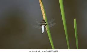 Attēlu rezultāti vaicājumam “Libellula depressa male”