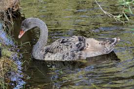 Attēlu rezultāti vaicājumam “Cygnus cygnus juvenile”