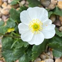 Attēlu rezultāti vaicājumam “Dianthus arenarius leaf”