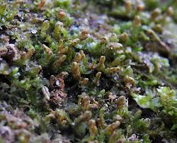 Attēlu rezultāti vaicājumam “Leiocolea heterocolpos”