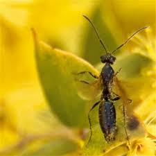 Attēlu rezultāti vaicājumam “Formicidae”