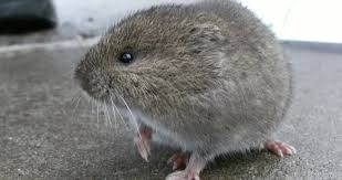 Attēlu rezultāti vaicājumam “Cricetidae”