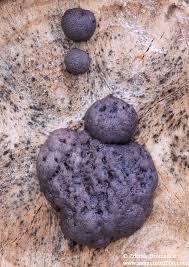 Attēlu rezultāti vaicājumam “Amaurochaete atra”