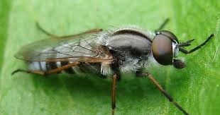 Attēlu rezultāti vaicājumam “Therevidae”