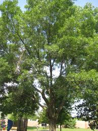 Attēlu rezultāti vaicājumam “Fraxinus pennsylvanica”