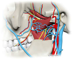 Image result for %E1%83%99%E1...tart=40