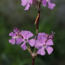 Attēlu rezultāti vaicājumam “Silene viscaria flower”