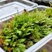 Attēlu rezultāti vaicājumam “Fissidens”