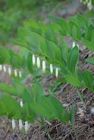 Attēlu rezultāti vaicājumam “Polygonatum odoratum bud”