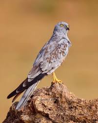 Attēlu rezultāti vaicājumam “Circus pygargus adult”