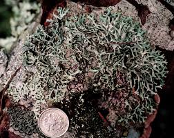 Attēlu rezultāti vaicājumam “Hypogymnia vittata”