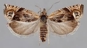 Attēlu rezultāti vaicājumam “Eucosma aspidiscana”