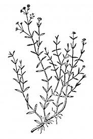 Attēlu rezultāti vaicājumam “Stellaria uliginosa”